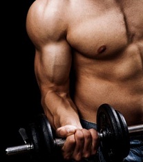 best muscle building exercises for beginners